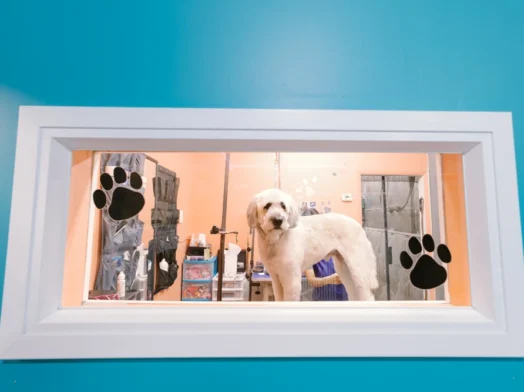 Premium Dog Daycare Grooming Business