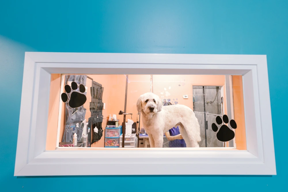 Premium Dog Daycare Grooming Business